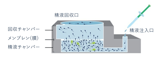 マイクロ流体技術を用いた精子選別