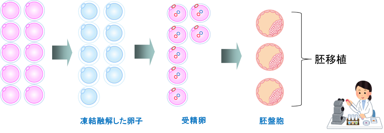 卵子凍結はいつすべきか｜年齢の考え方と東京都の助成、当院の費用のアイキャッチ画像
