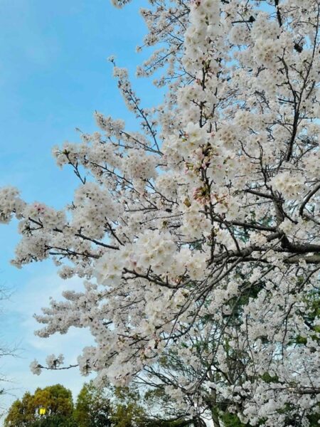 桜の開花のアイキャッチ画像